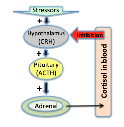 adrenocorticotropic hormone (ACH)